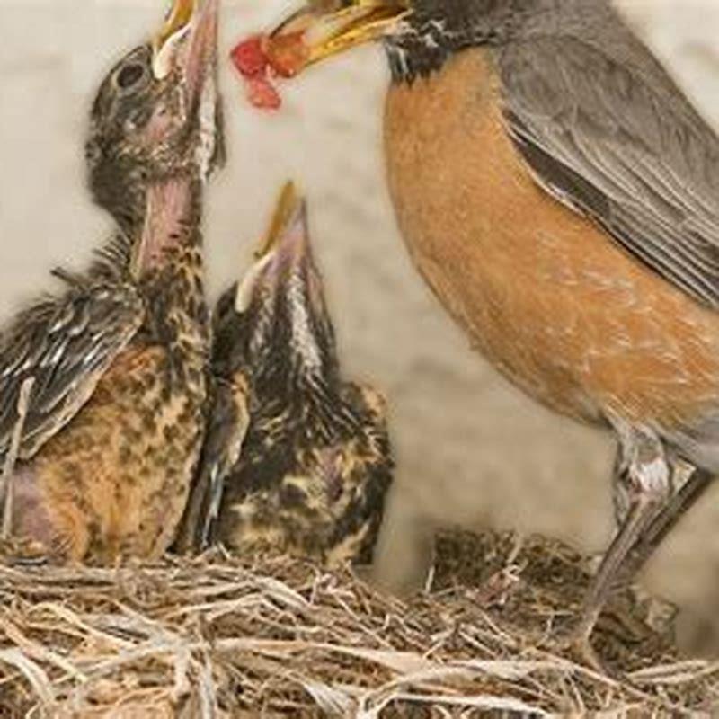 Are there Robin birds in Mexico?