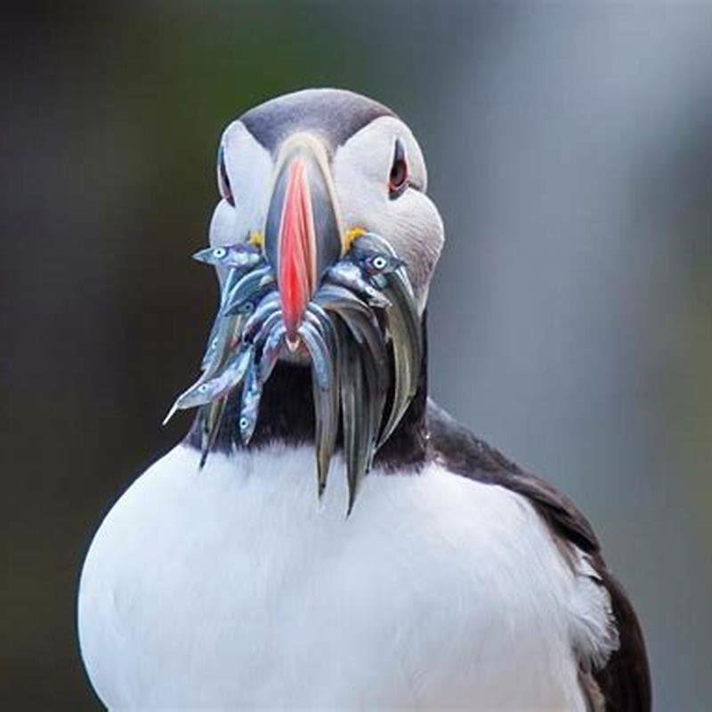 Are there seagulls in Iceland?