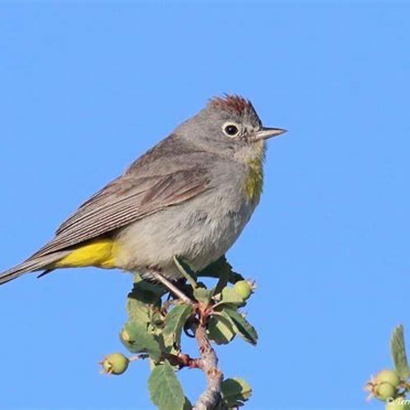 Are there warblers in Virginia?