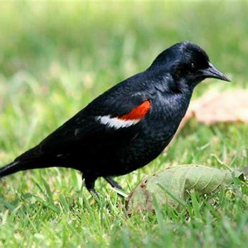 are-tricolored-blackbird-endangered-diy-seattle