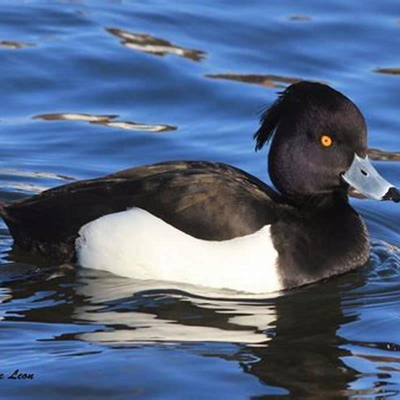 Are tufted ducks rare?