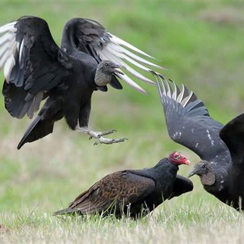 Are Turkey Vultures Aggressive