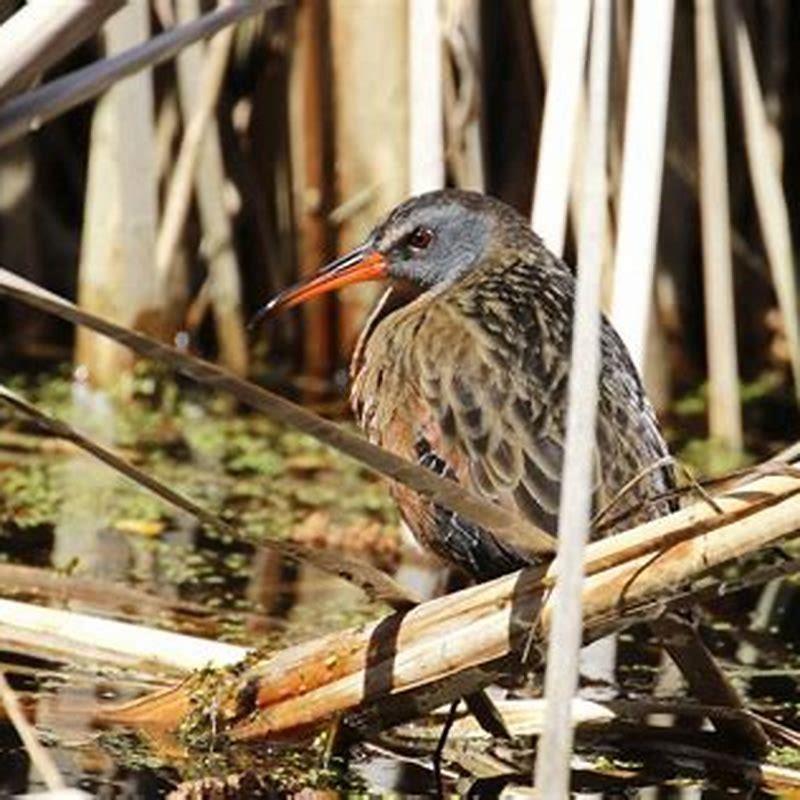 Are Virginia rails rare?