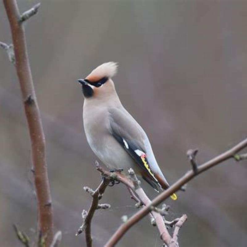 Are waxwings rare in UK?