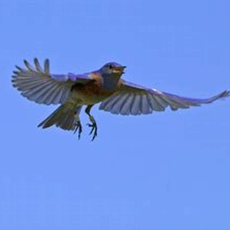 Are Western Bluebirds aggressive?