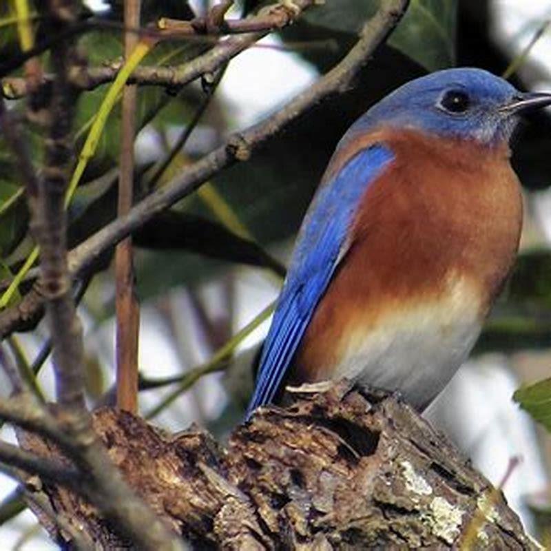 Are Western Bluebirds rare? - DIY Seattle