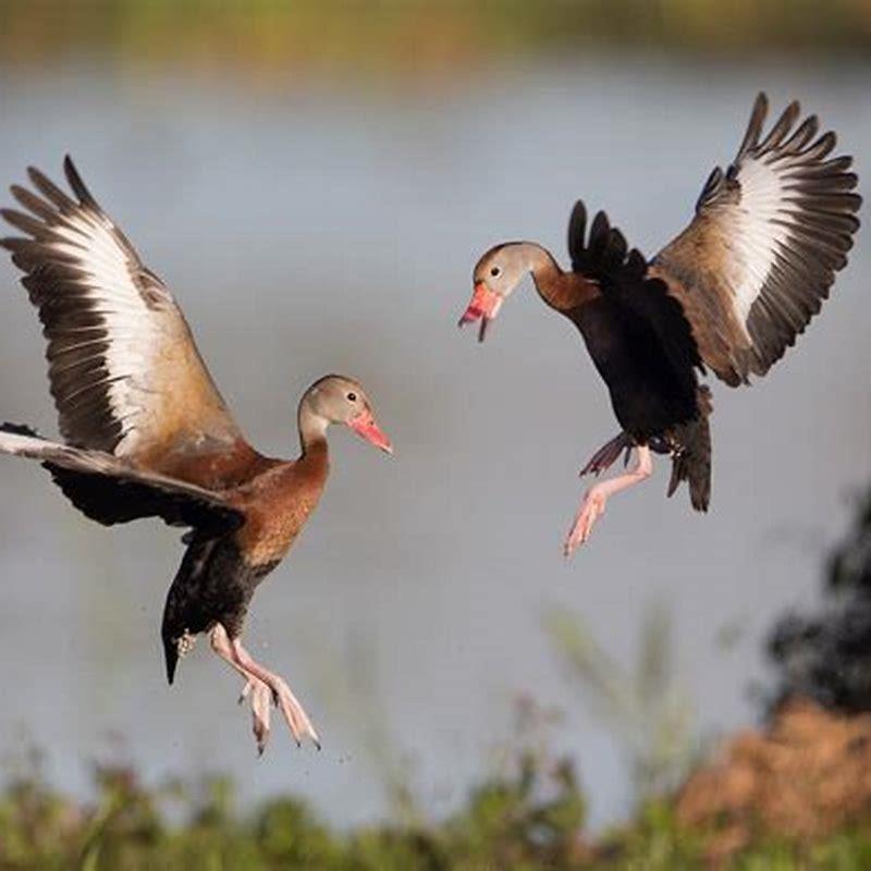 Are whistling ducks aggressive?