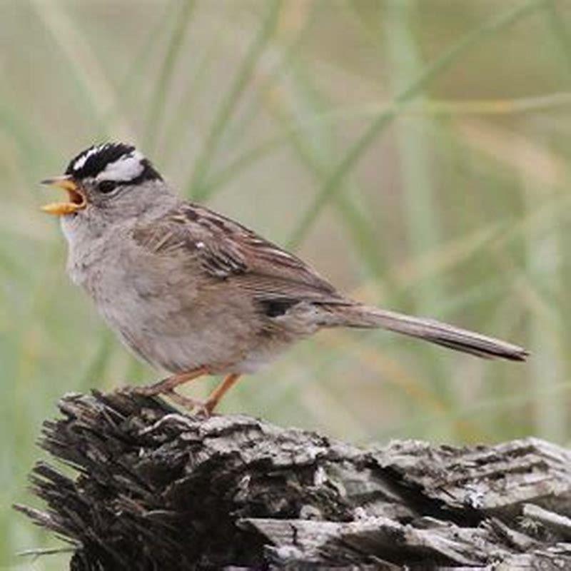 Are White-crowned Sparrows endangered? - DIY Seattle