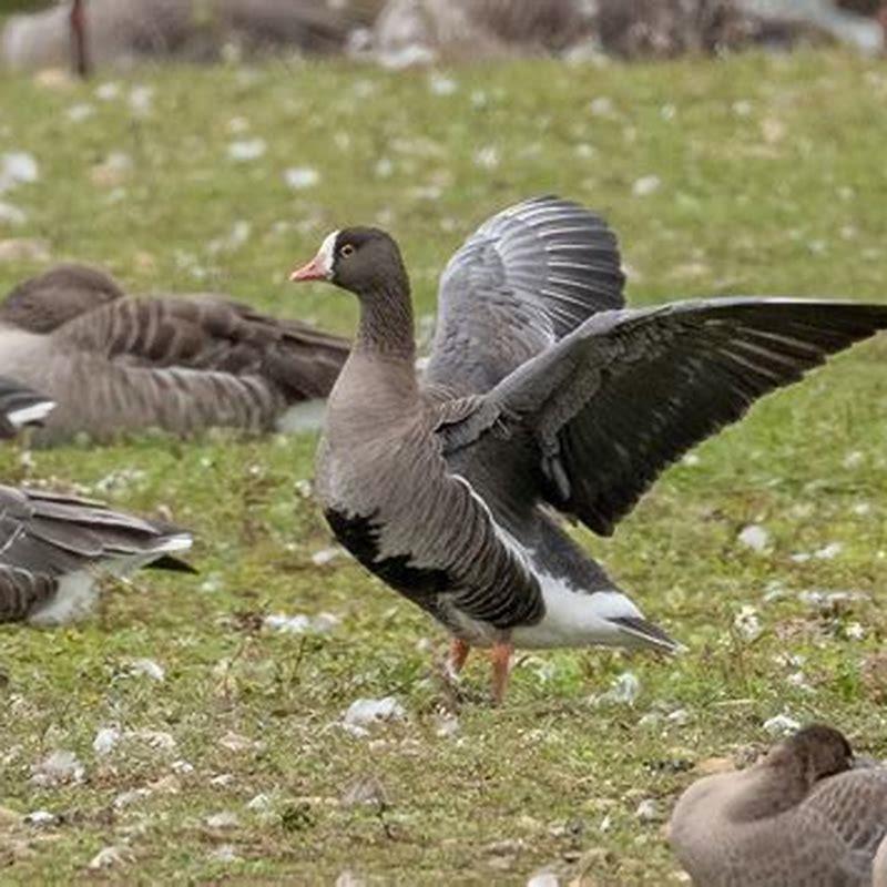Are white-fronted geese Rare?