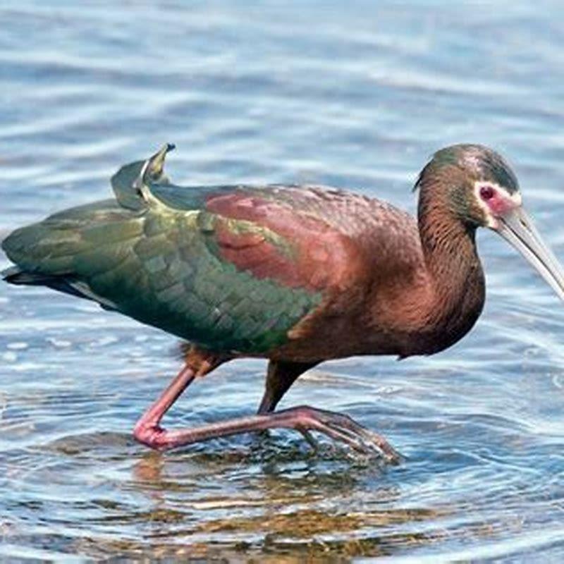 Are white ibis rare?