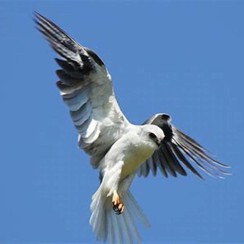 Are white-tailed kite endangered? - DIY Seattle