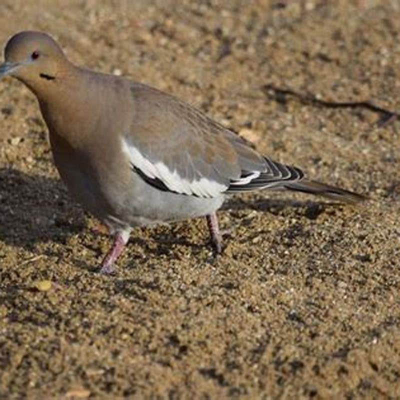 Are white-winged doves rare?