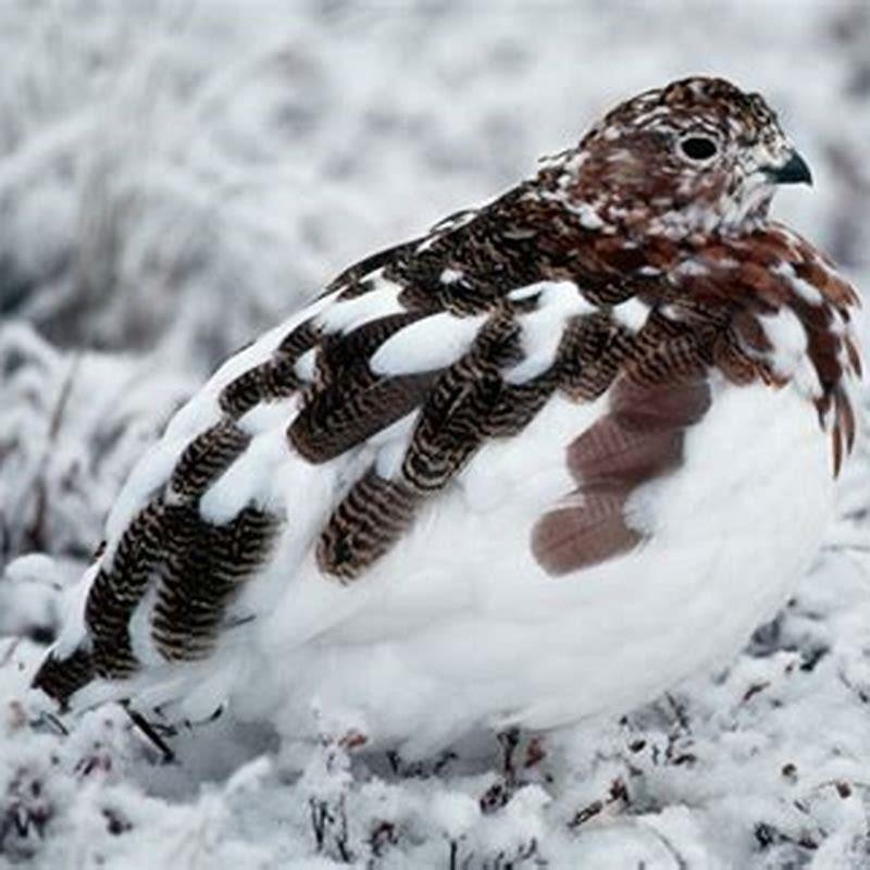 Are willow ptarmigans omnivores?