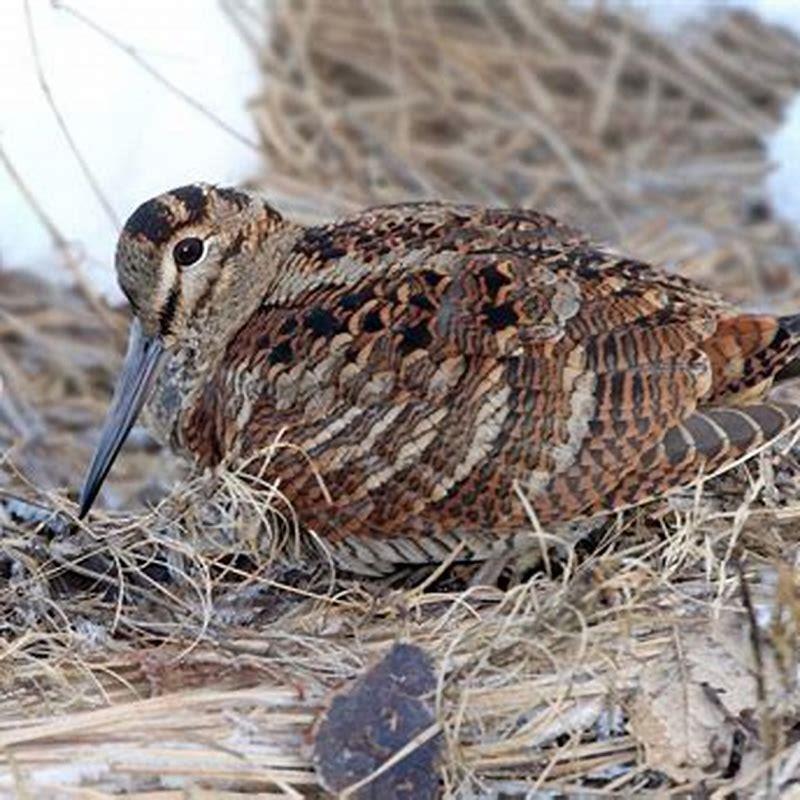 Are woodcock birds rare?