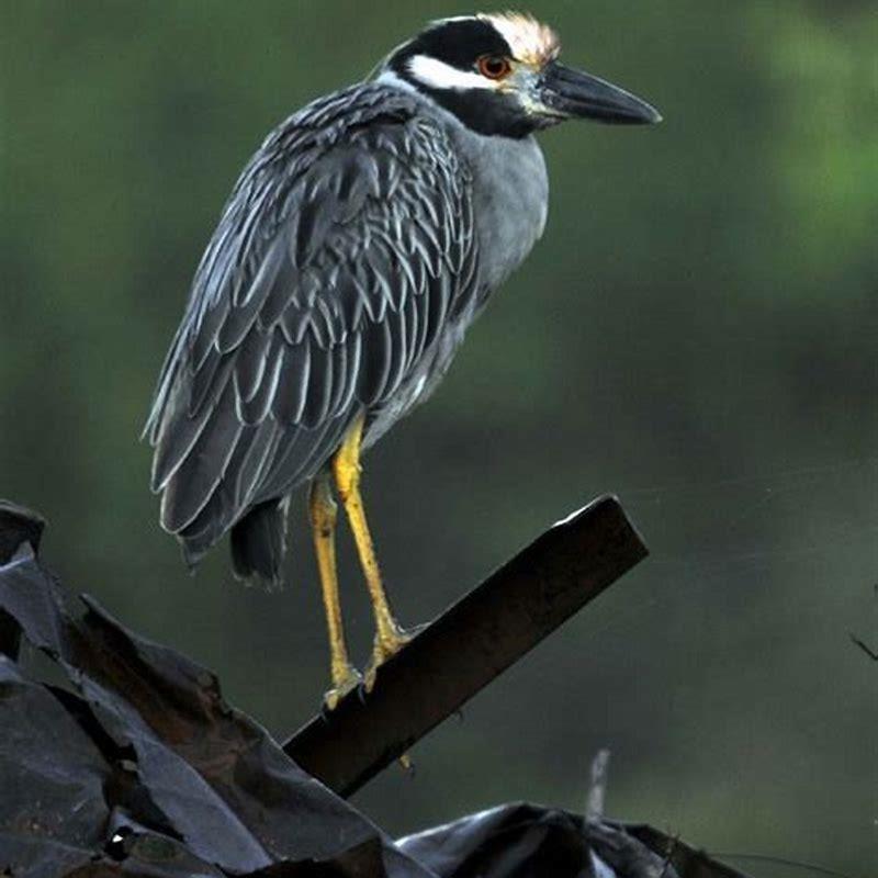 Are yellow-crowned night herons common?
