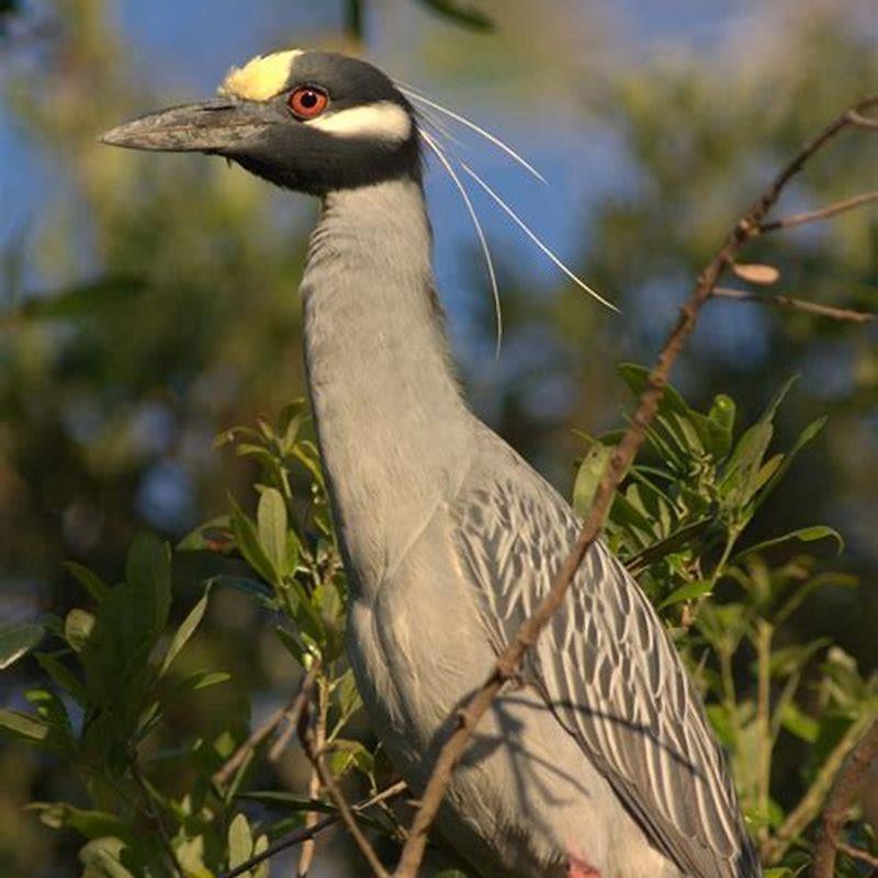 Are Yellow-crowned Night Herons Nocturnal? - Diy Seattle