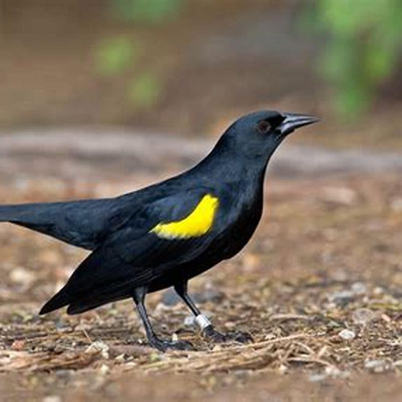 Are yellow shouldered blackbird I endangered?