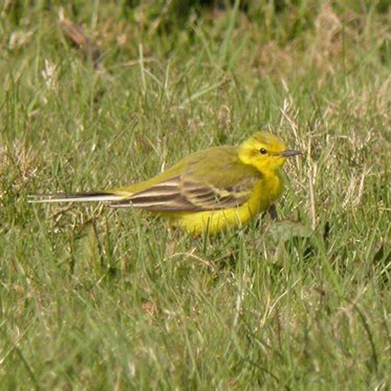 Are yellow wagtails common in UK?