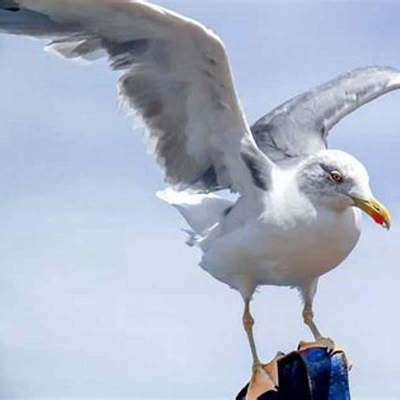 How to Lend a Helping Wing to Birds with Broken Feathers