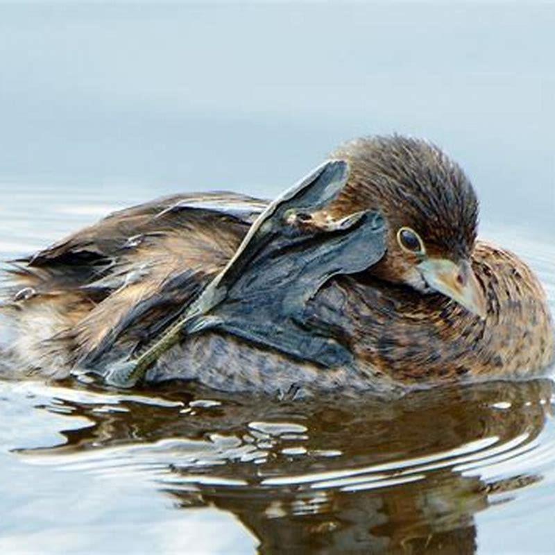Can a Clark’s Grebe fly?