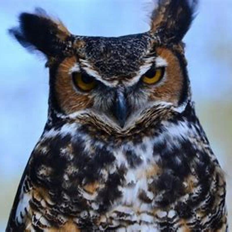 can-a-great-horned-owl-kill-an-eagle-diy-seattle