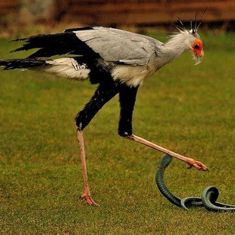 Can a secretary bird eat black mamba? - DIY Seattle