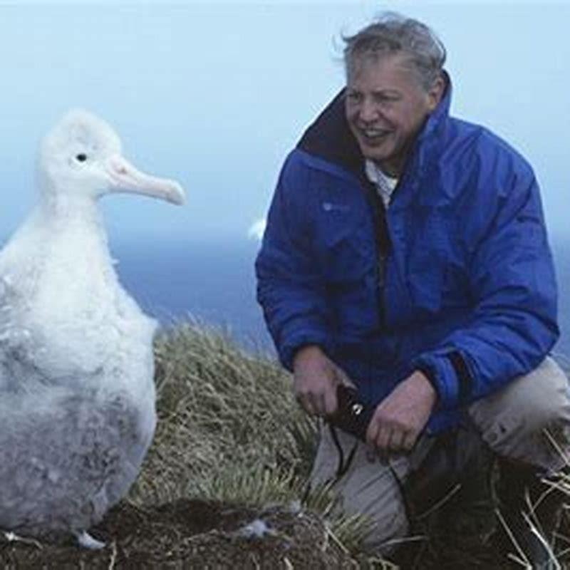 Can a wandering albatross carry a human?