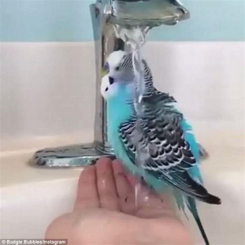 Can a wet budgie fly?