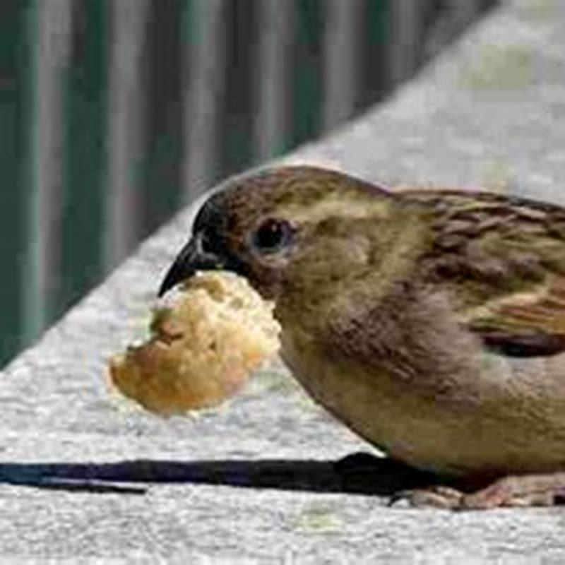 Can a wild bird eat bread?