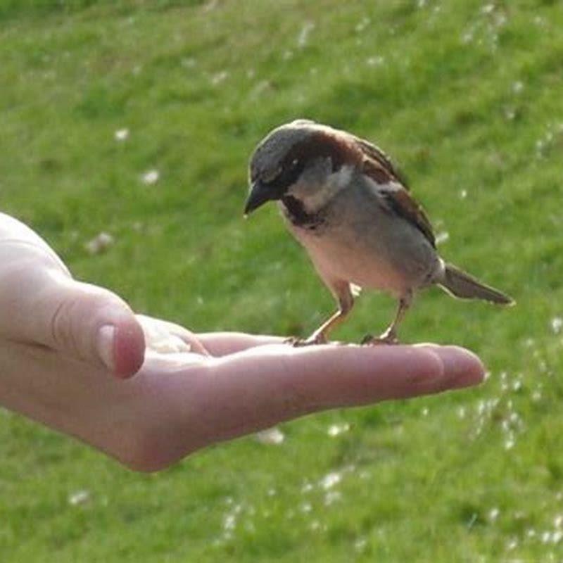 Can an injured bird heal itself?