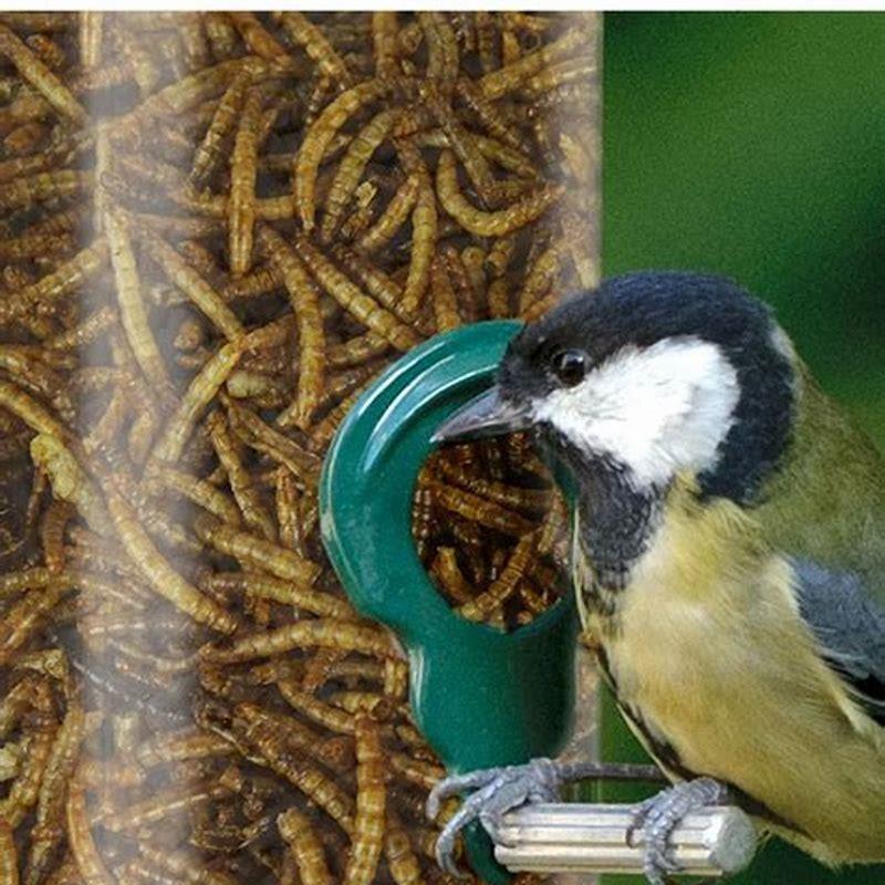 Can any other bird hover?