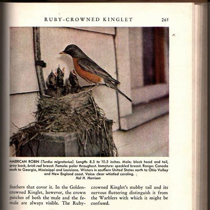 Can birds be any color?