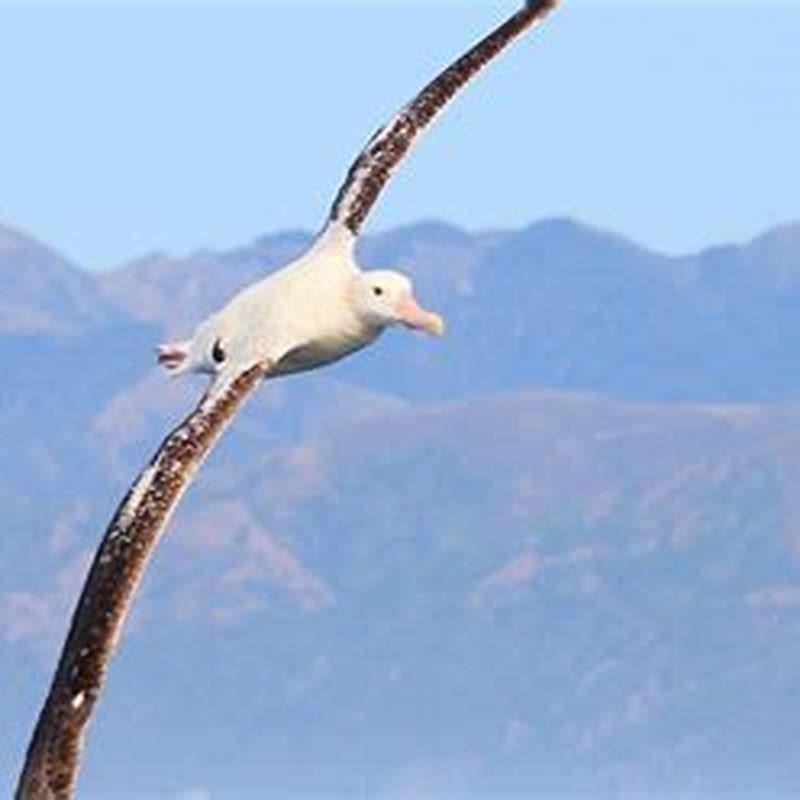 Can birds bring unlucky?