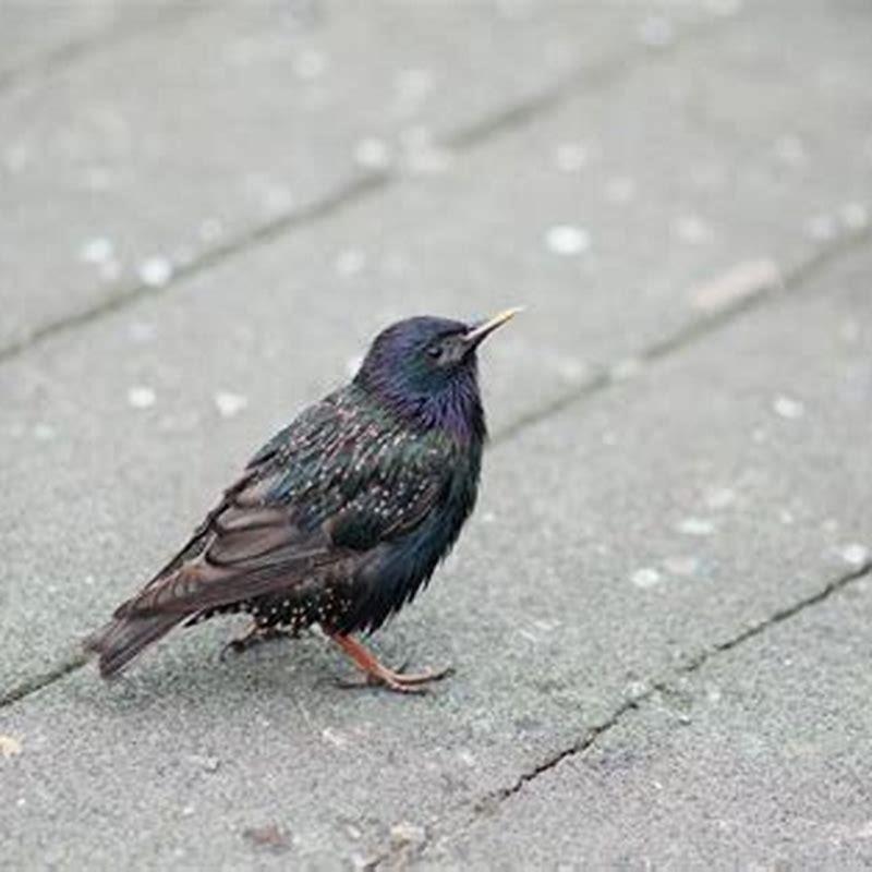 Can birds cause infection in humans?