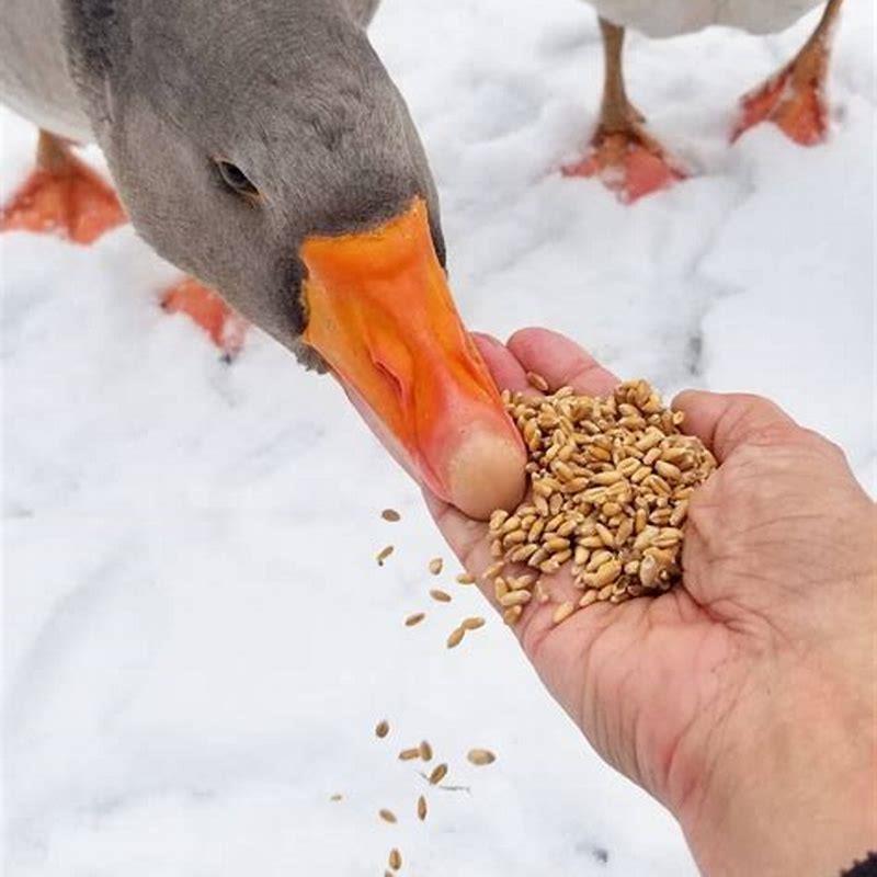 Can birds eat fresh millet?