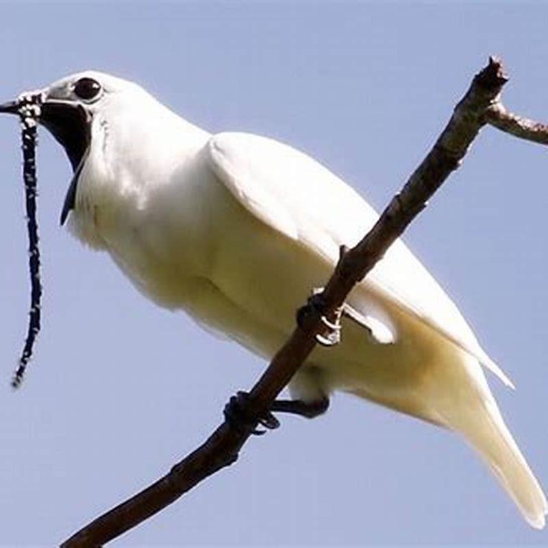 can-birds-make-crying-noises-diy-seattle