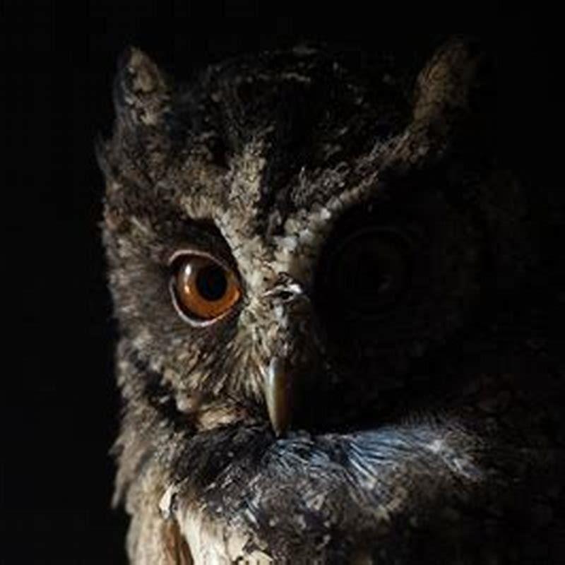 Can birds see at night to fly?
