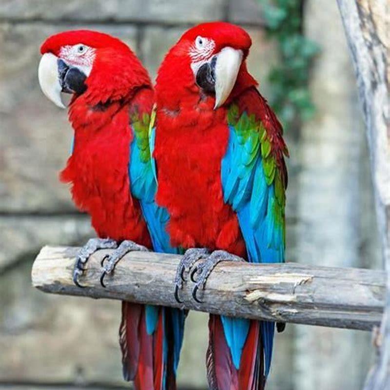 Can blue and red macaws breed?