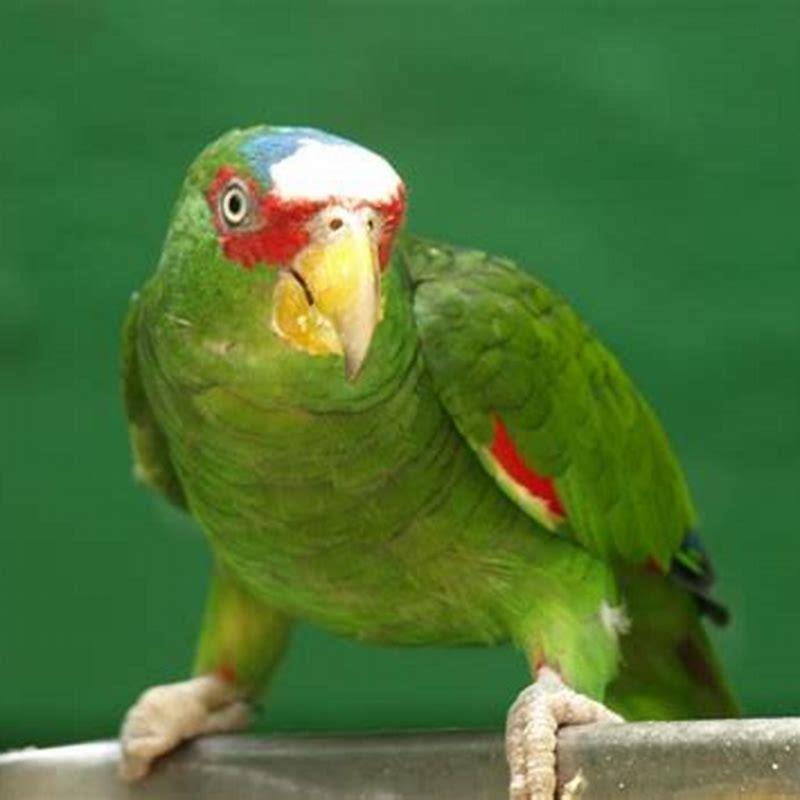 can-cuban-parrots-talk-diy-seattle