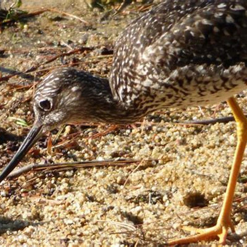 Can Greater Yellowlegs hunt?