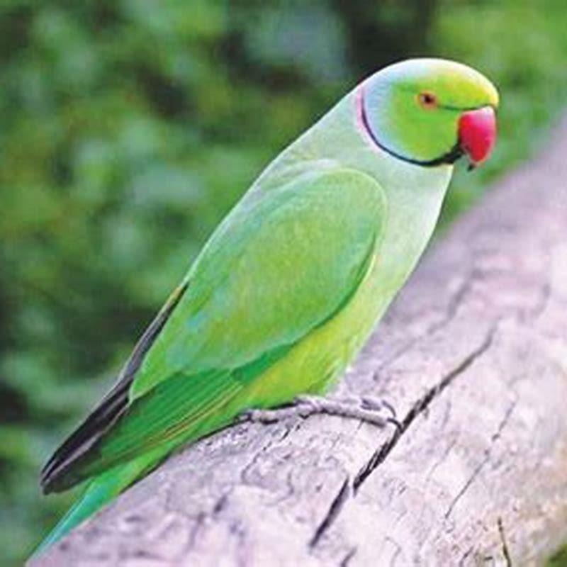 Can hanging parrot talk?