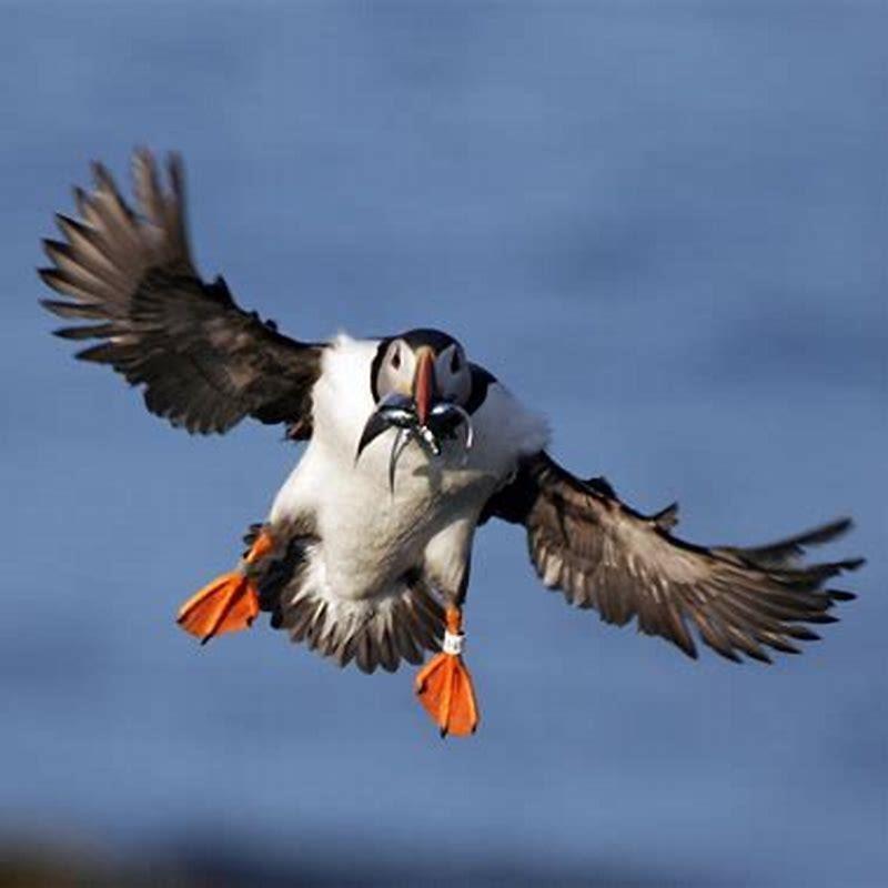 Can horned puffins fly?