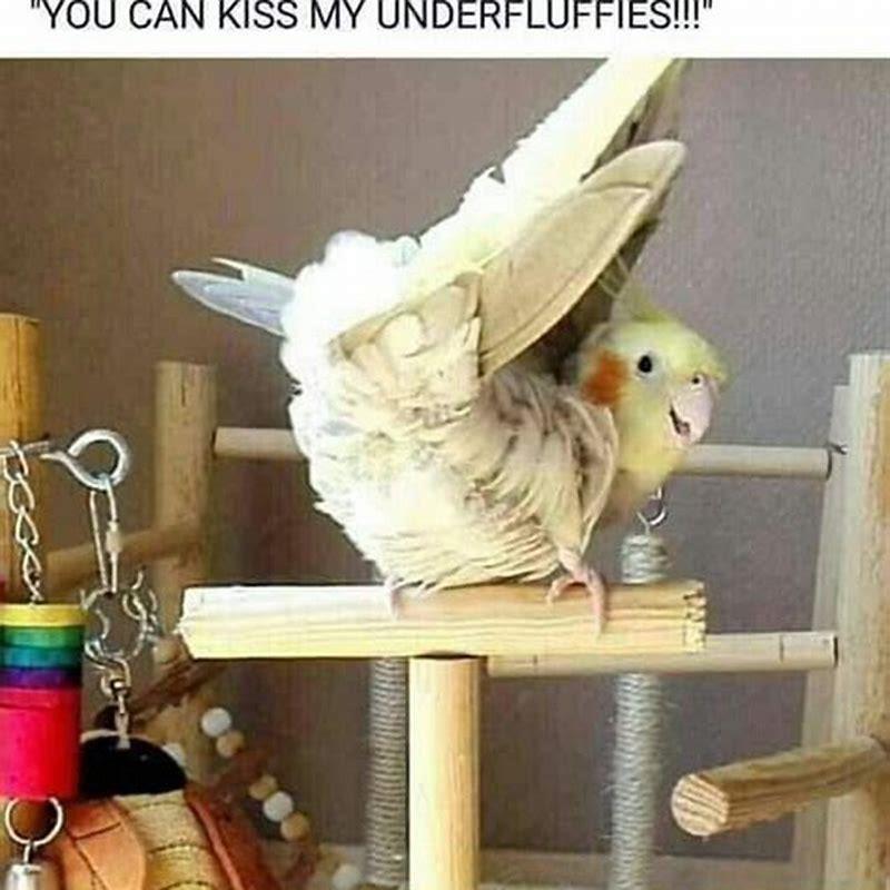 Can I kiss my bird?