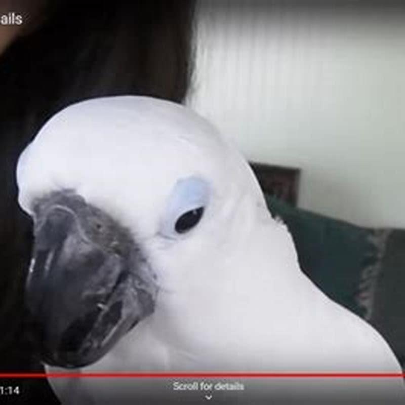 Can I trim my birds beak?