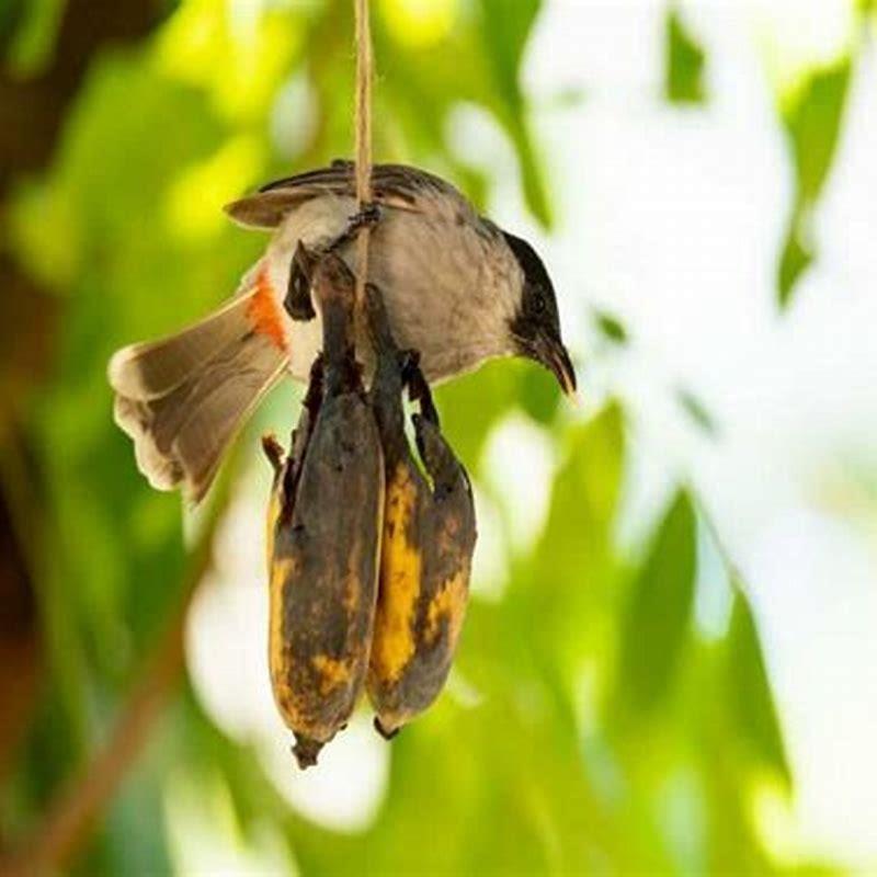 Can robins eat bananas?