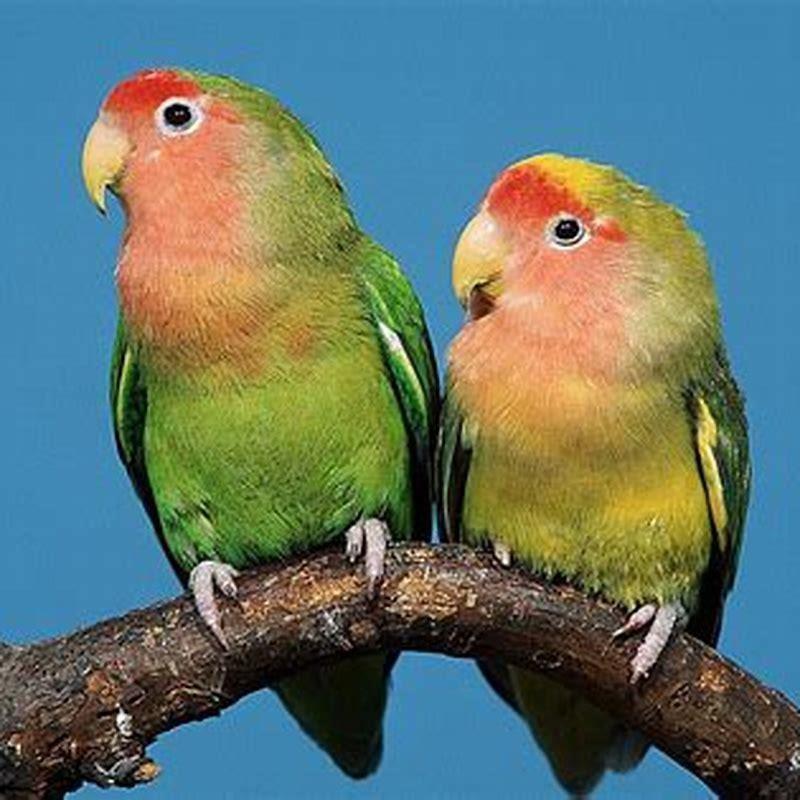 Can Rosy-faced Lovebirds talk?