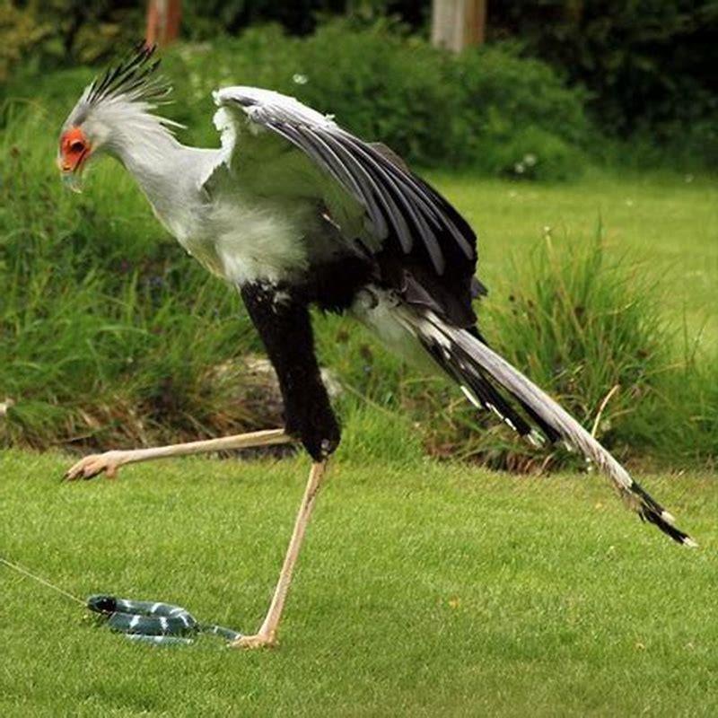 Can secretary birds be pets?