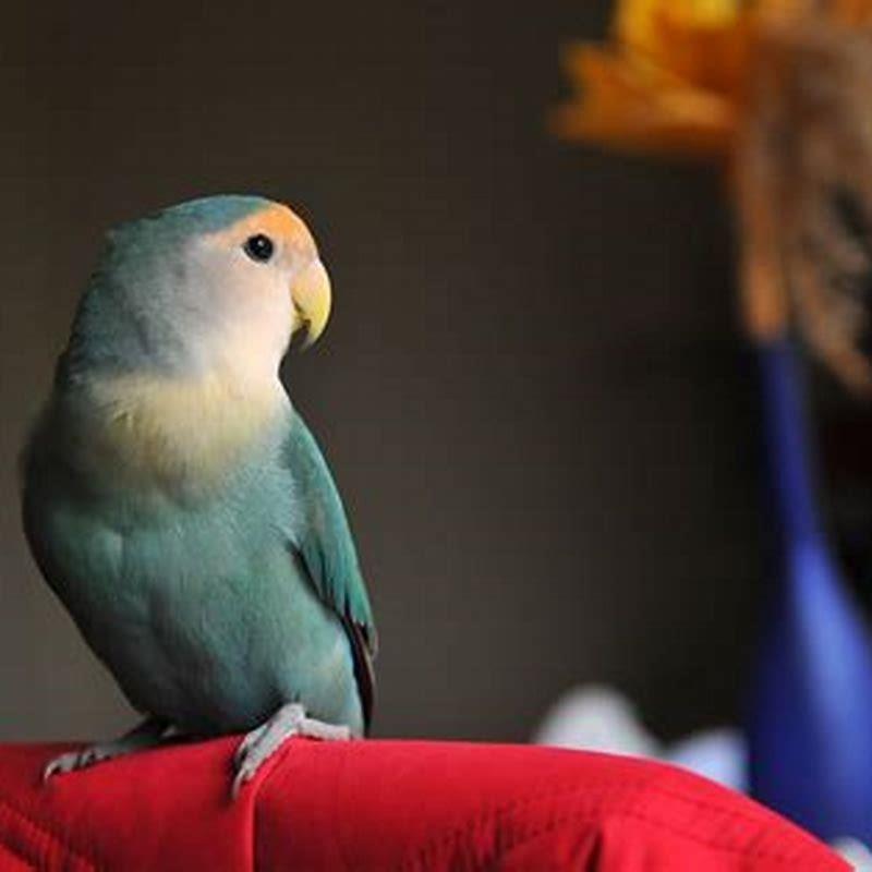 Can small birds talk?