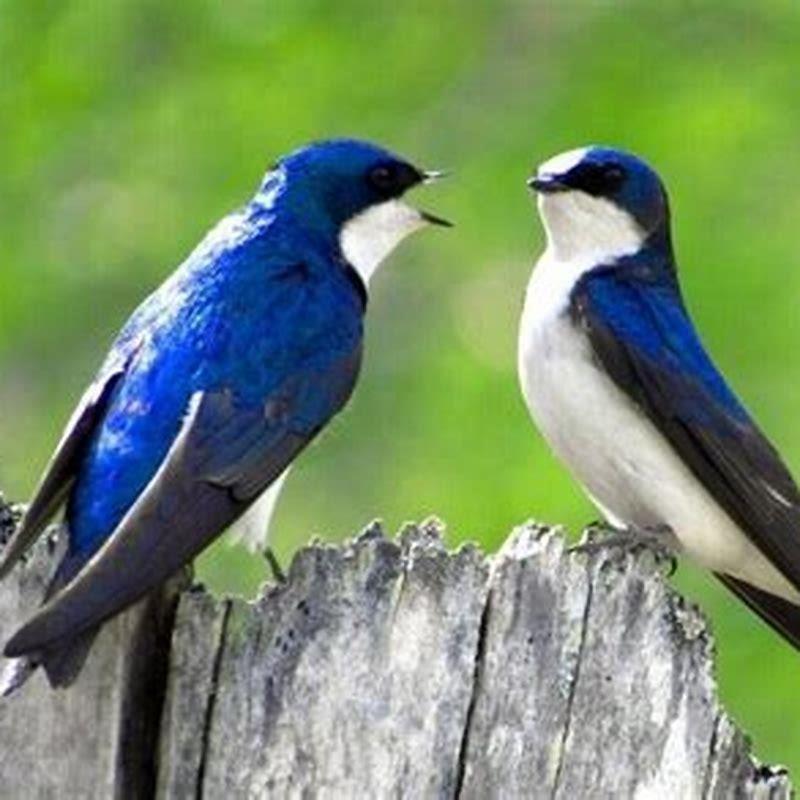 Can swallows eat bird seed?
