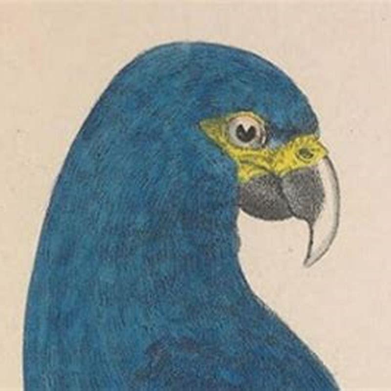 Can we bring back the Spix macaw?
